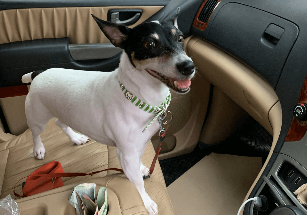 jack russell terrier ready, for the road trip to bangkok in our pet taxi by Relo4Paws