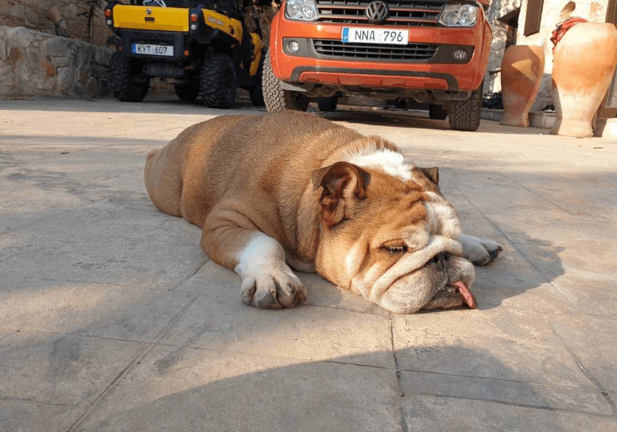 a exhausted but very happy british bulldog by Relo4Paws